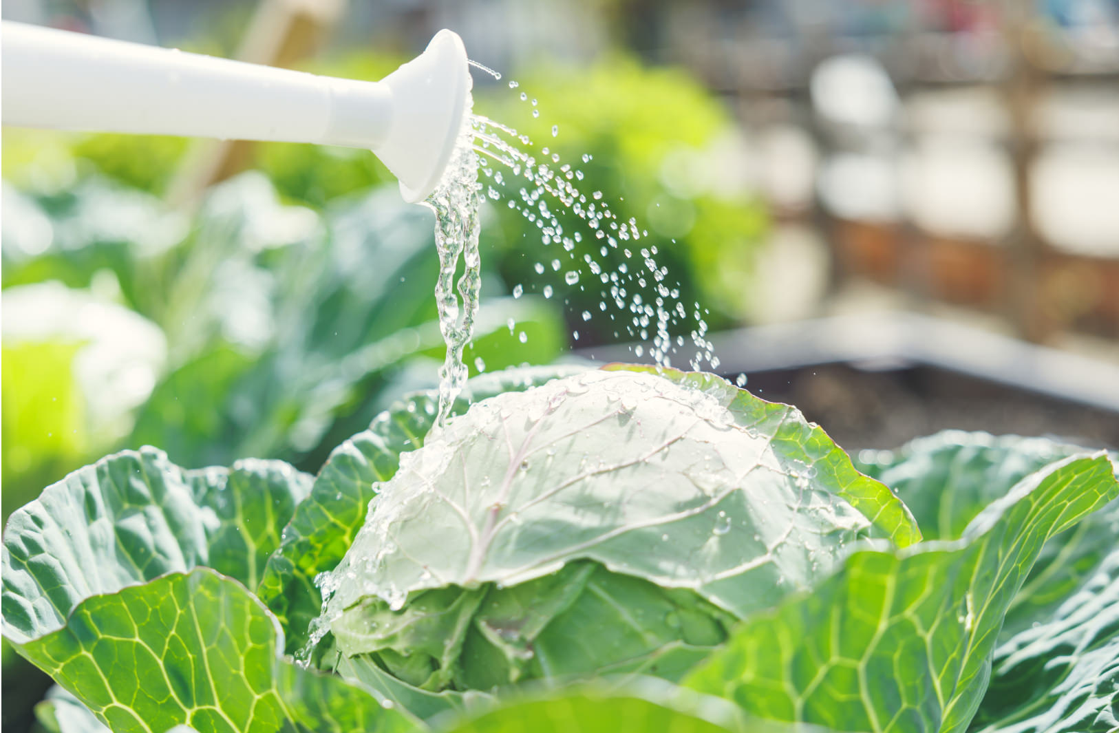 園庭で育てている野菜